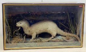 Taxidermy: Victorian century cased otter (Lutra lutra) in naturalistic setting with rocky groundwor