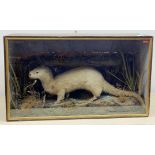 Taxidermy: Victorian century cased otter (Lutra lutra) in naturalistic setting with rocky groundwor