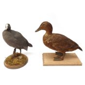 Taxidermy: Pair of Common Mergansers (Mergus merganser), full mounts, each upon naturalistic base, o