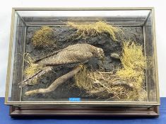 Taxidermy: 20th century cased Cuckoo (Cuculus canorus), looking over a birds nest containing faux eg