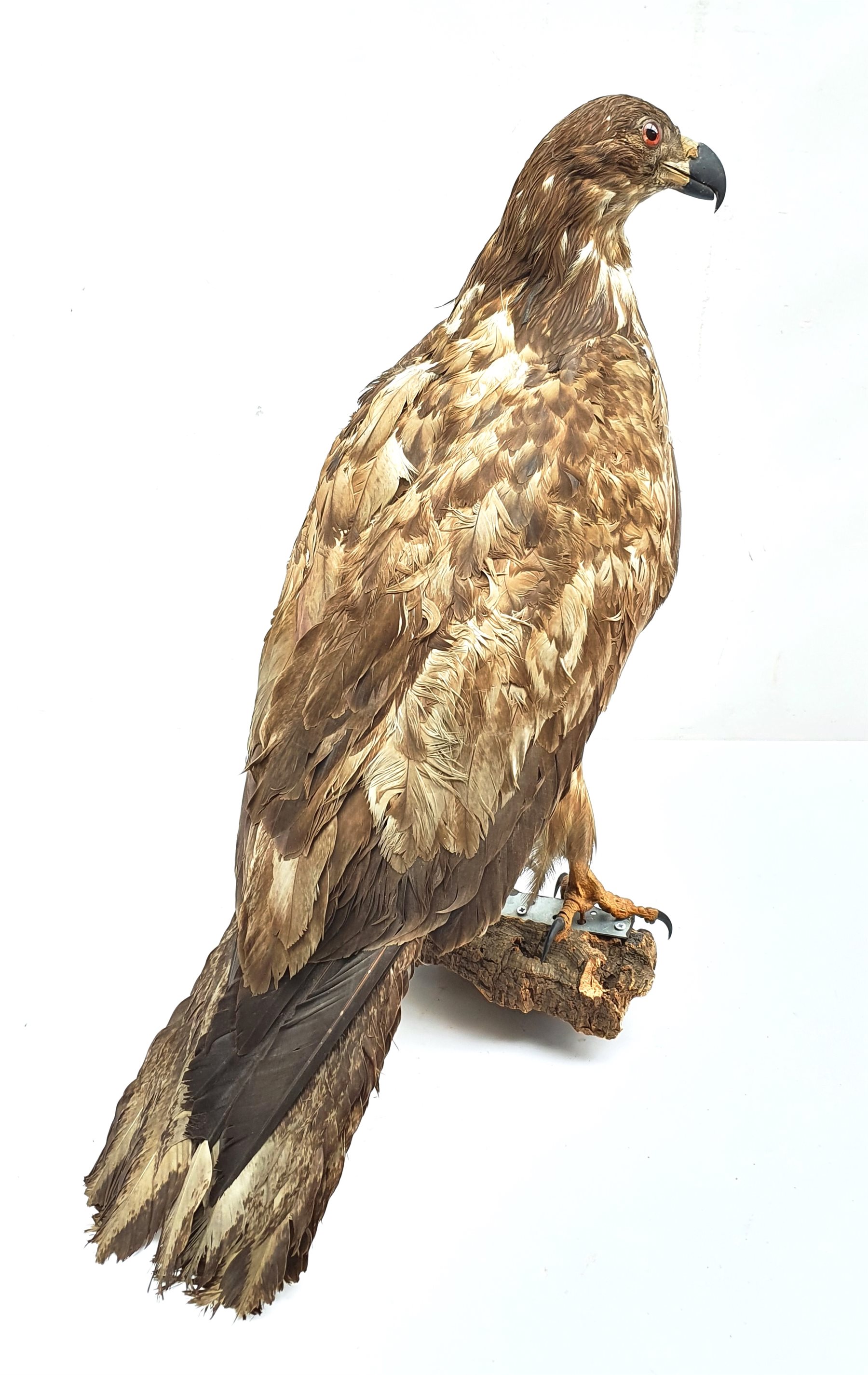 Taxidermy: Large Golden Eagle (Aquila chrysaetos) circa 1920, mounted on open display with naturalis - Image 4 of 4