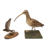 Taxidermy: Curlew (numenius aequath), full mount, approximately H39.5cm, together with a Swift, full