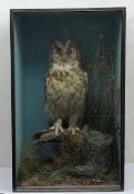 Taxidermy: Victorian cased Great Horned Owl (Bubo virginianus), perched upon a tree stump, in natura