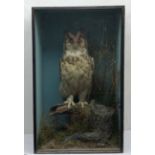 Taxidermy: Victorian cased Great Horned Owl (Bubo virginianus), perched upon a tree stump, in natura