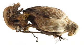 Taxidermy: White-Tailed Sea Eagle (Haliaeetus albicilla), circa 1900-1920, full mount on open displa