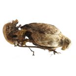 Taxidermy: White-Tailed Sea Eagle (Haliaeetus albicilla), circa 1900-1920, full mount on open displa