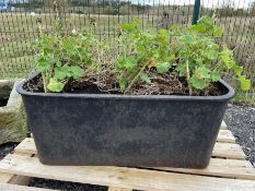 Early 20th century cast iron D shaped trough - planted, W90cm, D48cm, H39cm