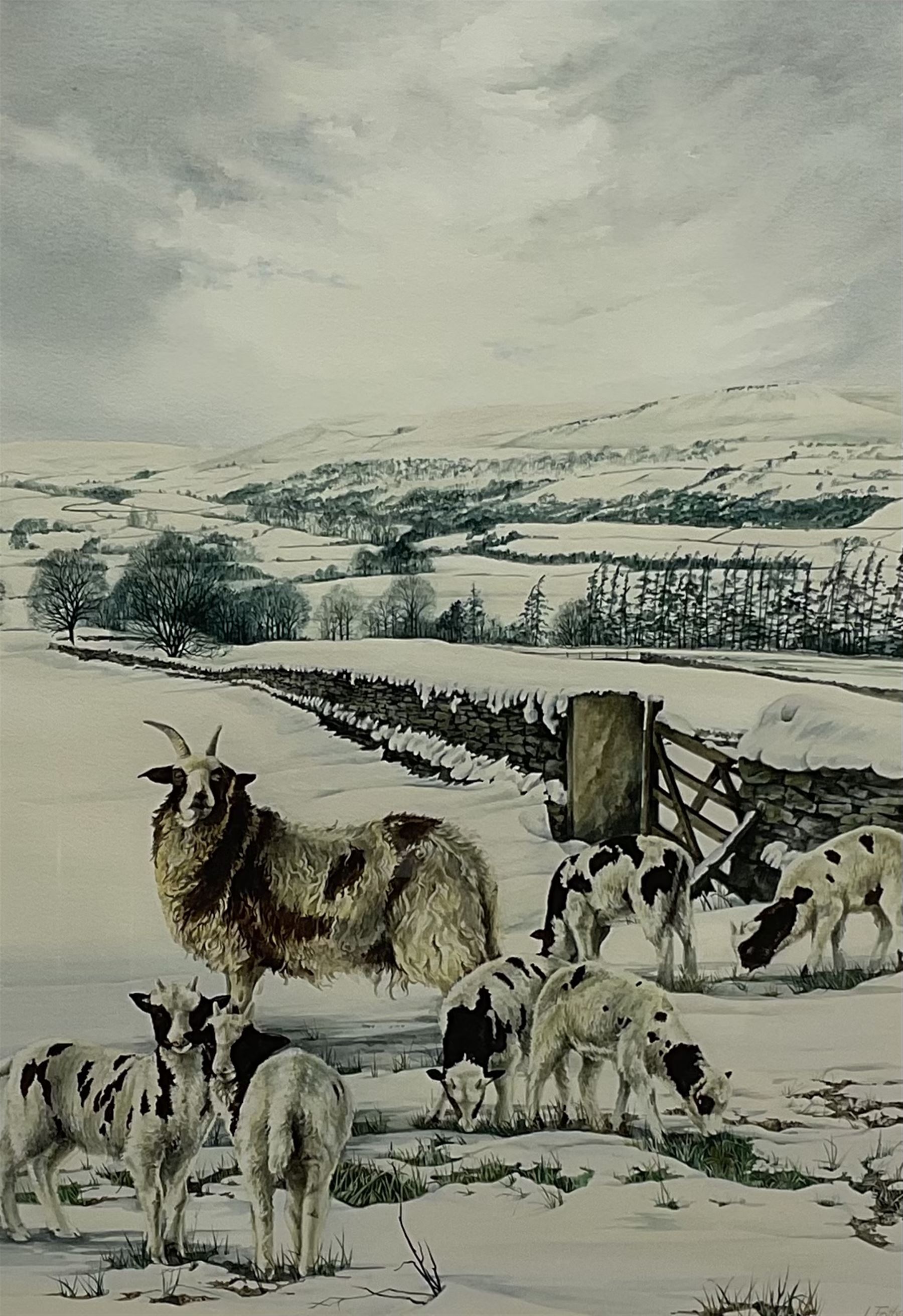 Lesley Fotherby (British 1946-): Jacob Sheep in Winter Dales Landscape