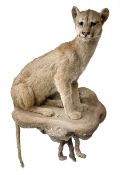 Taxidermy: South American Cougar (Puma concolor)