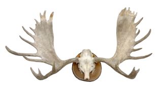 Antlers/Horns: North American Moose Antlers (Alces alces), adult bull moose antlers upon tree sectio