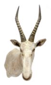 Taxidermy: White Blesbok (Damaliscus pygargus phillipsi), light coloured shoulder mount, approximate