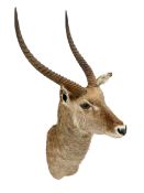 Taxidermy: East African Ellipsen Waterbuck (Kobus ellipsiprymnus), adult male shoulder mount looking