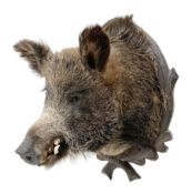 Taxidermy: European Wild Boar (Sus scrofa), adult male shoulder mount looking straight ahead upon an