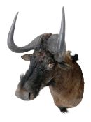 Taxidermy: Black Wildebeest (Connochaetes gnou), adult neck moult looking straight ahead, approximat