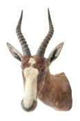 Taxidermy: Blesbok (Damaliscus phillipsi)