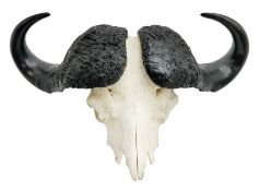 Antlers/Horns: Cape Buffalo Skull (Syncerus caffer caffer), adult horns, approximately H46cm L82cm