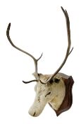 Taxidermy: European Reindeer (Rangifer tarandus)