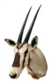Taxidermy: Beisa Oryx (Oryx beisa beisa), adult male shoulder mount looking straight ahead, approxim