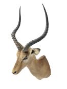 Taxidermy: Common Impala (Aepyceros melampus), adult male shoulder mount looking straight ahead, app