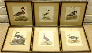 Ornithological Duck Studies