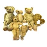 Six early wood wool filled teddy bears for restoration.