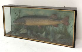 Taxidermy: an early 20th century Pike