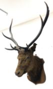 Taxidermy: Red Deer (Cervus elaphus)