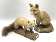 Taxidermy: Young Red Fox (Vulpes vulpes)