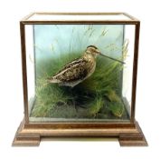 Taxidermy: 20th century cased Common Snipe (Gallinago gallinago)