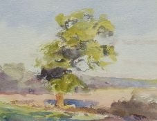 Neil Tyler (British 1945-): 'Tree Sketch', watercolour signed, titled verso 19cm x 24cm