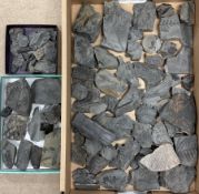 Natural History - A large collection of fossils