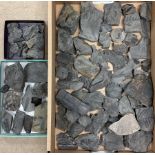 Natural History - A large collection of fossils