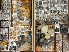 Natural History - A large collection of fossils