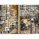 Natural History - A large collection of fossils