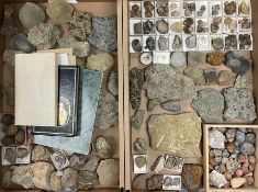 Natural History - A large collection of fossils