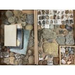 Natural History - A large collection of fossils