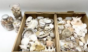 A large collection of assorted sea shells.