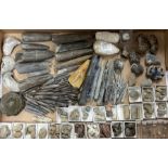 Natural History - A collection of fossils