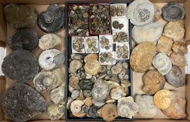 Natural History - A collection of mostly Ammonite fossils