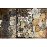 Natural History - A collection of mostly Ammonite fossils