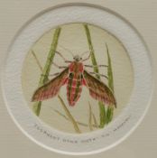 Mary Farnell (British 1926-2014): 'Elephant Hawk Moth'