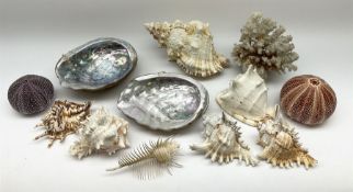 A collection of large shells