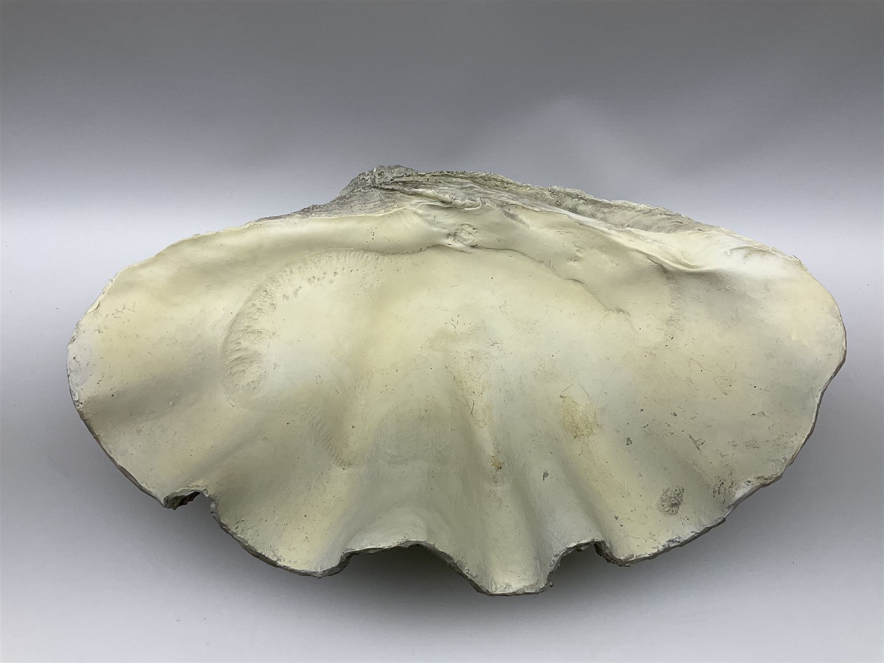 A composite model of a clam shell - Image 2 of 3