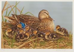 Robert E Fuller (British 1972-): Study of a Duck and Ducklings