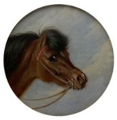 English School (19th century): Horse's Head