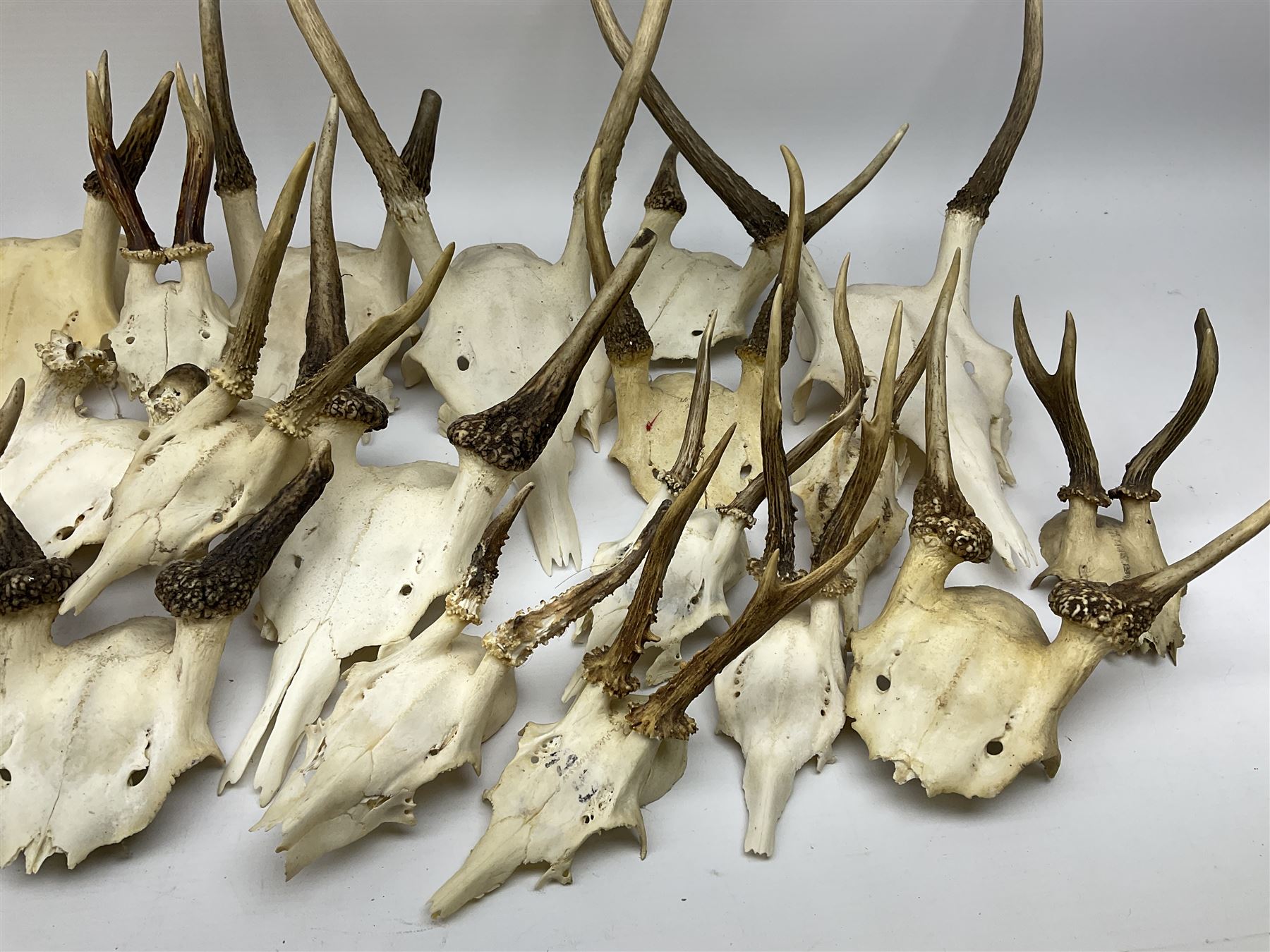A collection of red deer skulls with single point antlers and roe deer skulls with antlers - Image 4 of 4