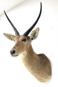 Taxidermy: South African common reedbuck (Redunca Arundinum) male