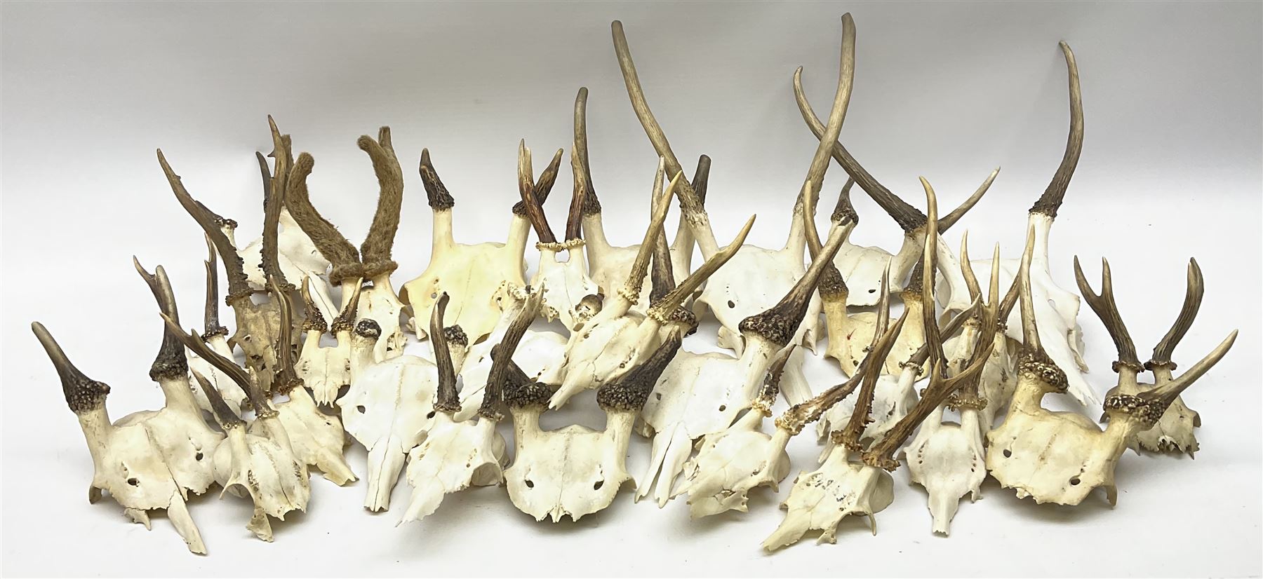 A collection of red deer skulls with single point antlers and roe deer skulls with antlers