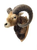 Taxidermy: European Mouflon (Ovis aries musimon) male