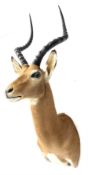 Taxidermy: East African Impala (Aepyceros melampus rendilis) male